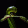 Darlingtonia Californica 2