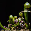 Darlingtonia Californica 4