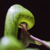 Darlingtonia Californica