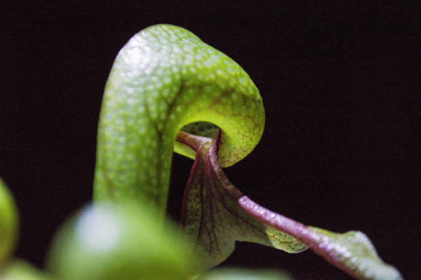 Darlingtonia Californica