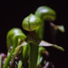 Darlingtonia Californica 3