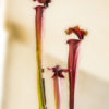 Sarracenia cv. "Praetorian Guard"2