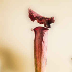 Sarracenia cv. "Praetorian Guard