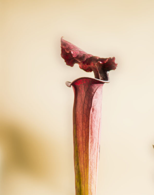 Sarracenia cv. "Praetorian Guard"