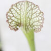 Sarracenia x moorei - issu de semis (SxM SG3) – Image 6