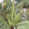 Sarracenia x moorei - issu de semis (SxM SG6) – Image 8