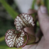 Sarracenia x moorei - issu de semis (SxM SG6) – Image 7