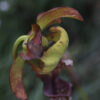 Sarracenia x moorei - issu de semis (SxM SG6) – Image 5