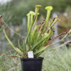 Sarracenia hybride No 66 – Image 4