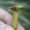 Sarracenia hybride No 66 – Image 3