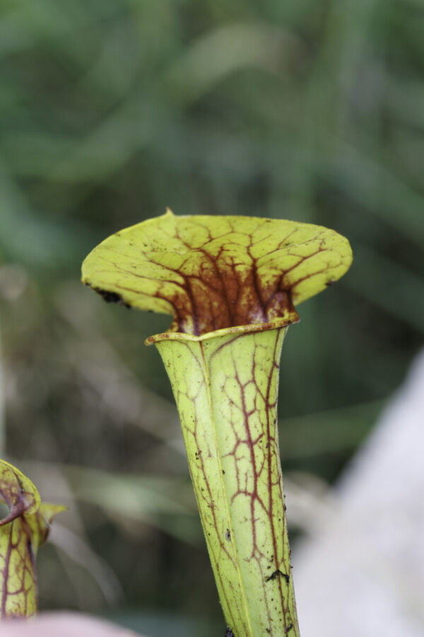 Sarracenia hybride No 66