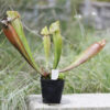 Sarracenia hybride No 31 – Image 5