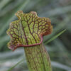 Sarracenia hybride No 31 – Image 6