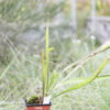 Sarracenia hybride No 64 – Image 4