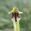 Sarracenia hybride No 64 – Image 5