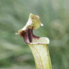 Sarracenia hybride No 64 – Image 6