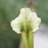 Sarracenia hybride No 64 – Image 7