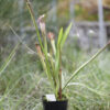 Sarracenia hybride No 58 – Image 7