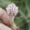 Sarracenia hybride No 58 – Image 6