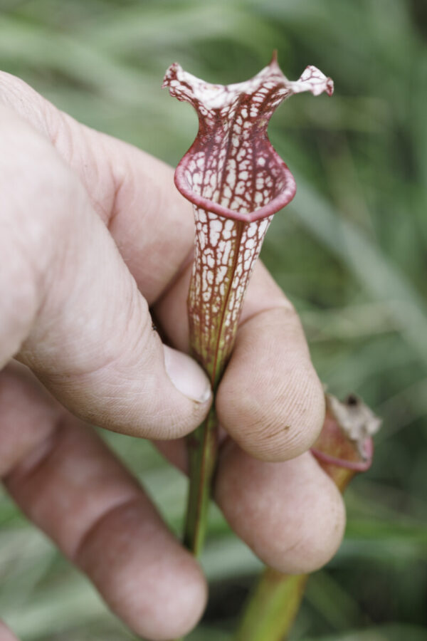 Sarracenia hybrid No 58