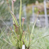 Sarracenia hybride No 62 – Image 5