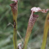 Sarracenia hybride No 62 – Image 6