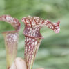 Sarracenia hybride No 62 – Image 7