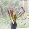 Sarracenia hybride No 28 – Image 5