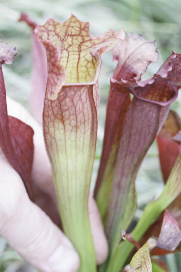 Sarracenia hybrid No 28