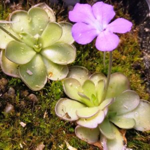 Pinguicula cyclosecta