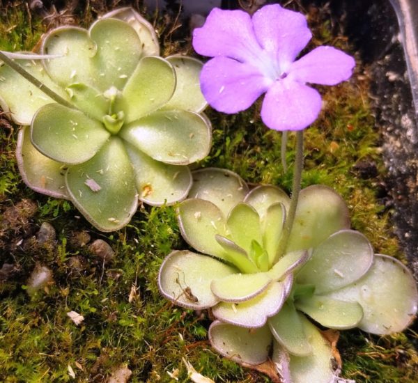 Pinguicula cyclosecta