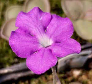 Pinguicula cyclosecta