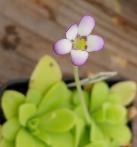 Pinguicula agnata