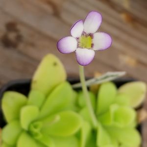 Pinguicula agnata