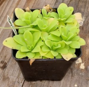 Pinguicula agnata