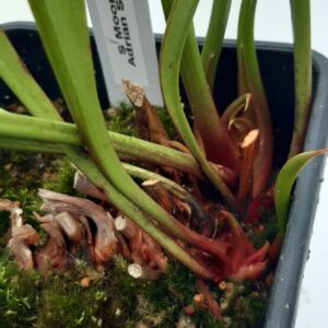 Sarracenia Adrian Slack