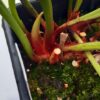 Sarracenia Moorei Adrian Slack – Image 2