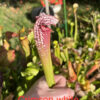 Graines : croisement à base de Sarracenia psittacina et hybrides 2024 – Image 7