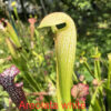 Graines : croisement à base de Sarracenia Minor et hybrides 2024 – Image 8