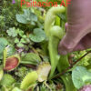 Seeds : Mix of Sarracenia seeds - crosses 2024 - Image 11