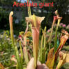 Graines : croisements à base de Sarracenia Leucophylla et hybrides 2024 – Image 8