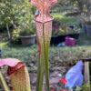 Graines : croisements à base de Sarracenia Leucophylla et hybrides 2024 – Image 9