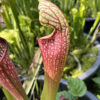 Graines : croisements à base de Sarracenia Leucophylla et hybrides 2024 #2 – Image 7