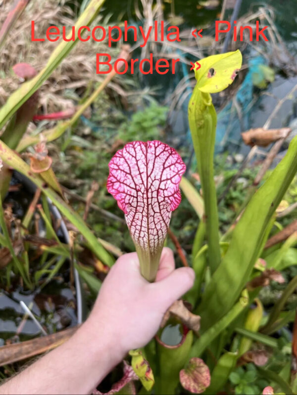 Graines : croisements à base de Sarracenia Leucophylla et hybrides 2024 #2