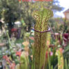 Graines : croisements à base de Sarracenia Leucophylla et hybrides 2024 #2 – Image 10