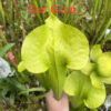 Graines : croisements à base de Sarracenia Flava et hybrides 2024 – Image 11