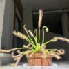 Drosera Capensis