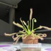 Drosera Capensis