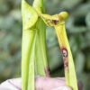 Sarracenia hybride No 53 – Image 6