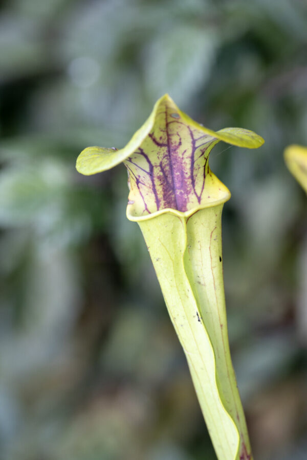 Sarracenia hybride No 53